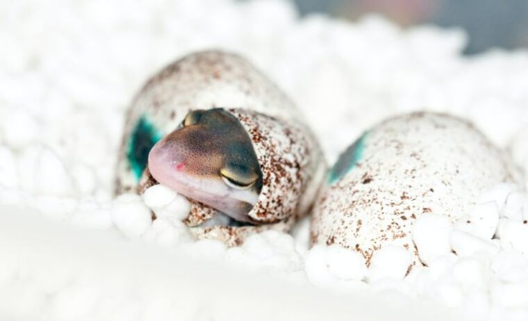 Gecko egg hatchling