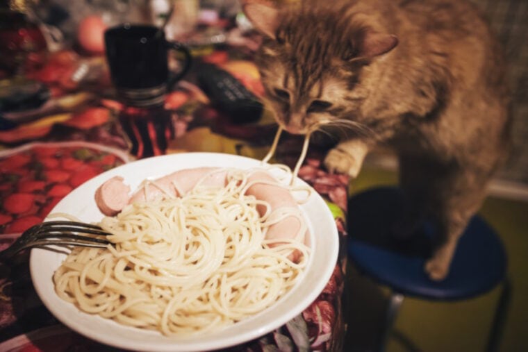 Ginger cat eating spaghetti from plate