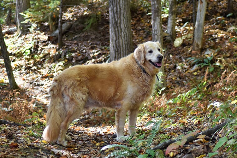 Golden Retriever in the woods in Autumn