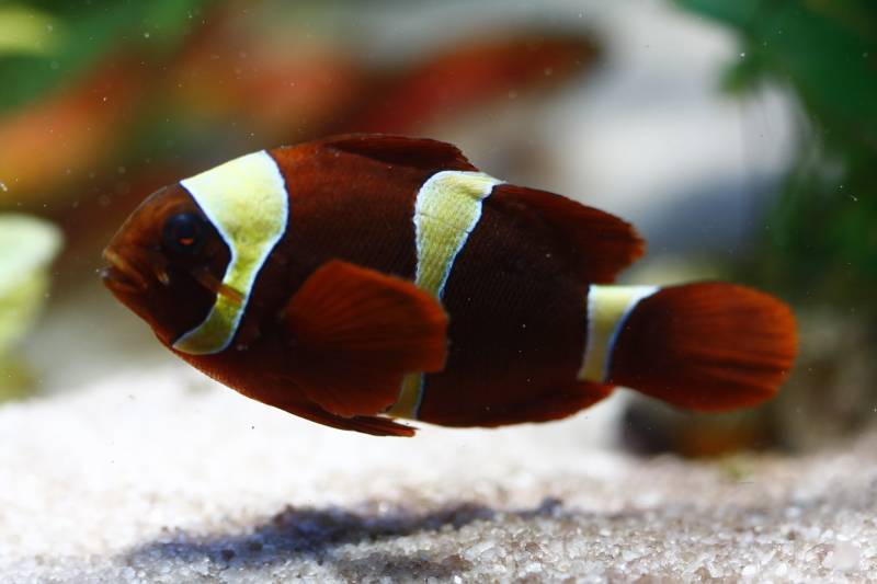 Golden stripe Maroon Clownfish