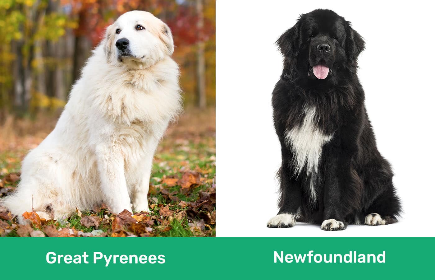 Great Pyrenees vs Newfoundland side by side
