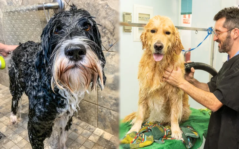 Grooming the parent breeds of Golden Retriever Portuguese Water Dog Mix
