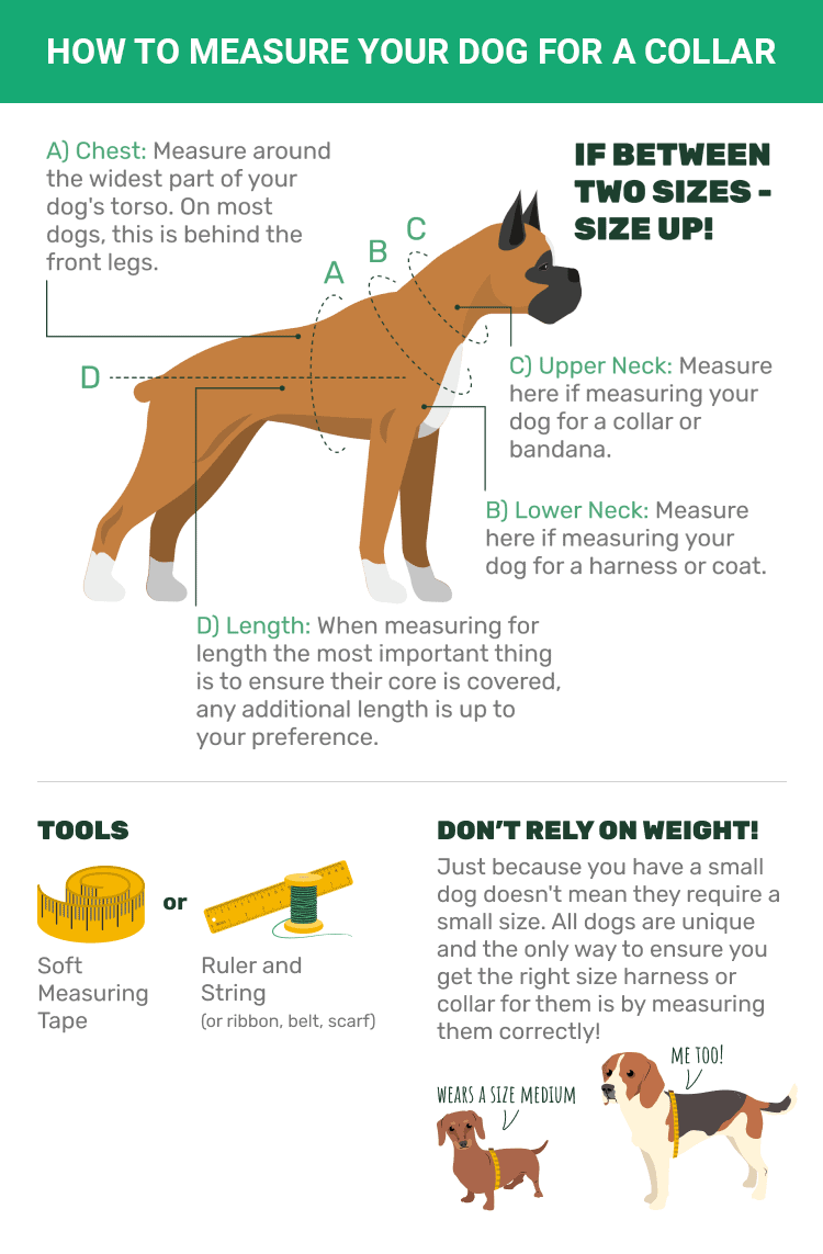 How to Measure a Dog for a Collar: 5 Key Tips | Pet Keen