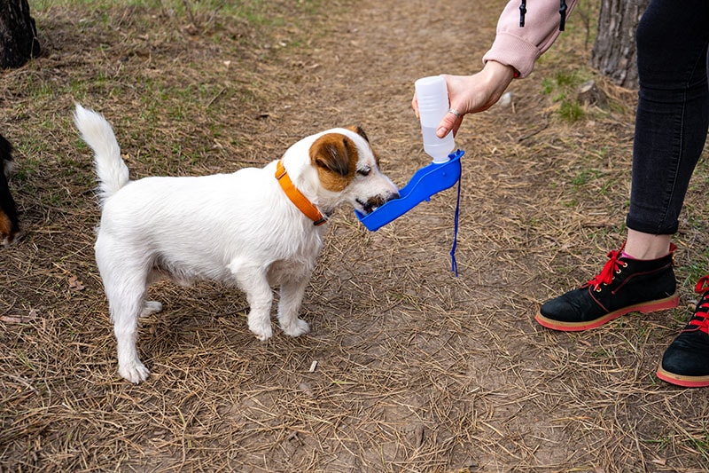 Jack russell terrier dog drinks from the special portable pet drinking bottle while walk in forest with the owner