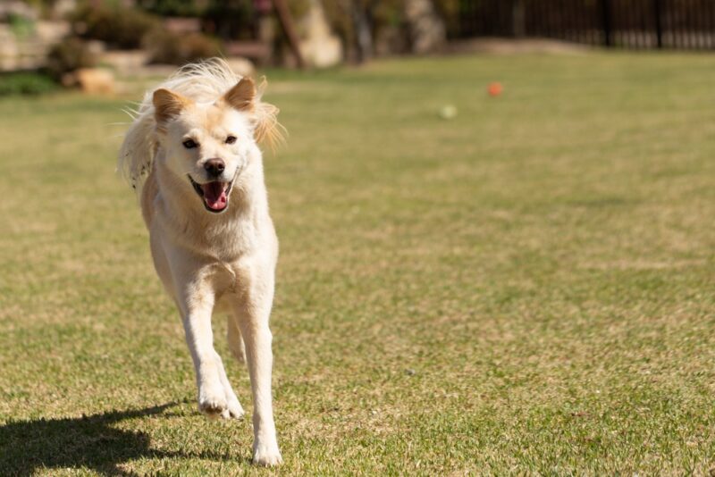 Jindo dog running on a grass