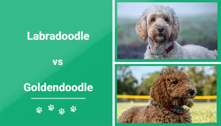 Labradoodle vs Goldendoodle - Featured Image