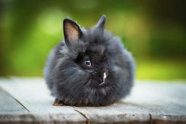 Little black angora rabbit