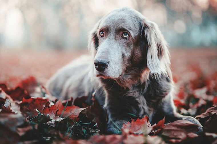 Long-Haired Weimaraner dog in autumn