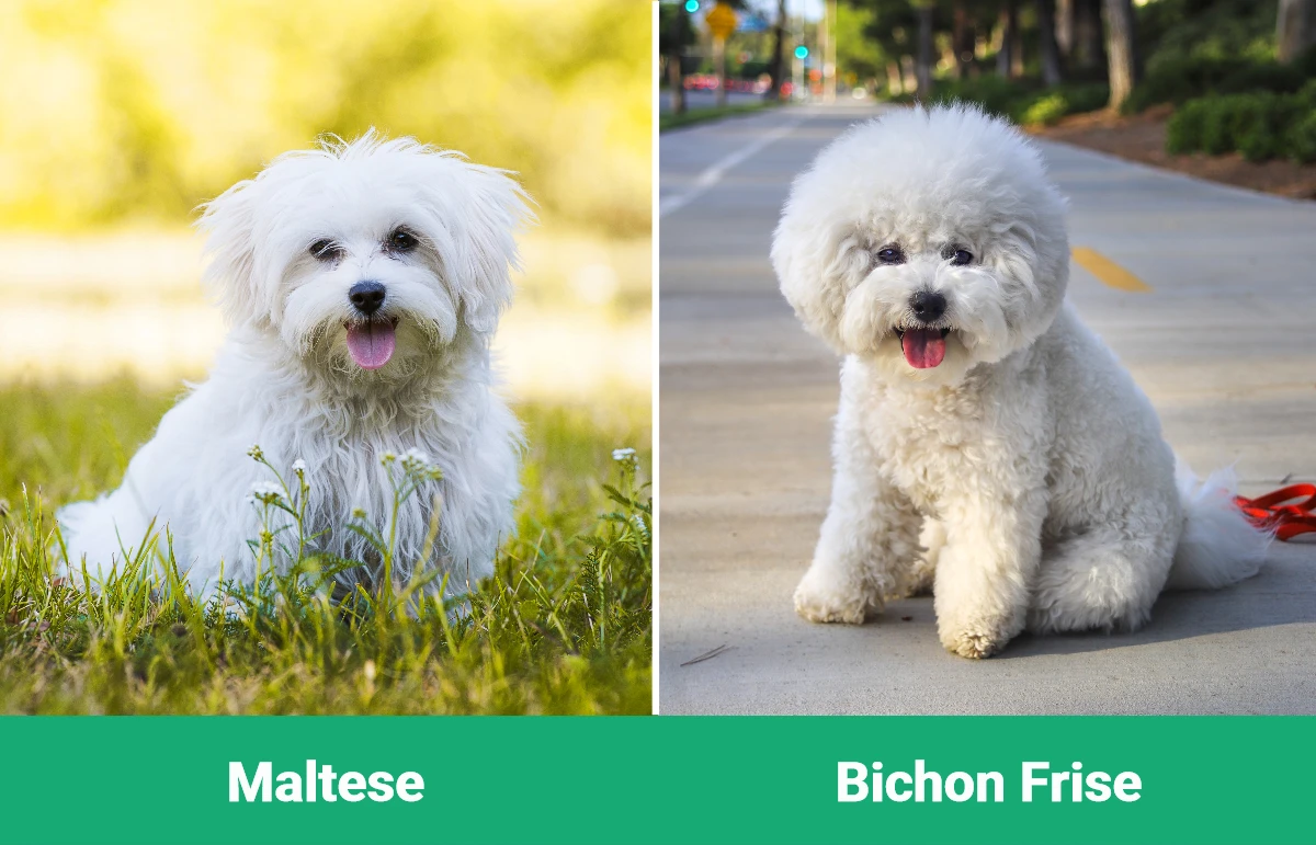 Maltese vs Bichon Frise - Visual Differences