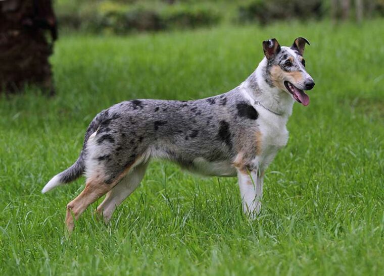 Marble smooth-haired collie on green grass