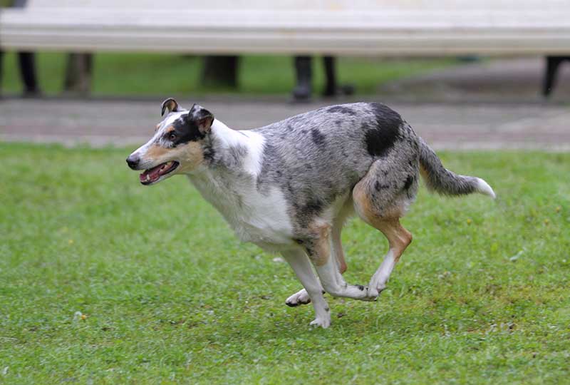 Marble smooth-haired collie running on green grass
