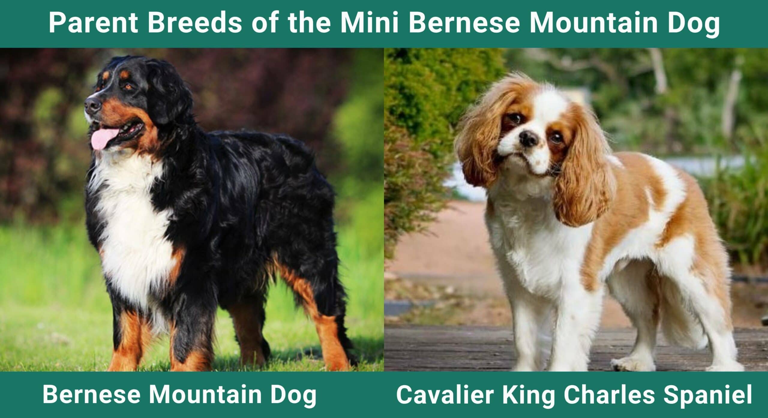 Mini Bernese Mountain Dog Parent Breeds