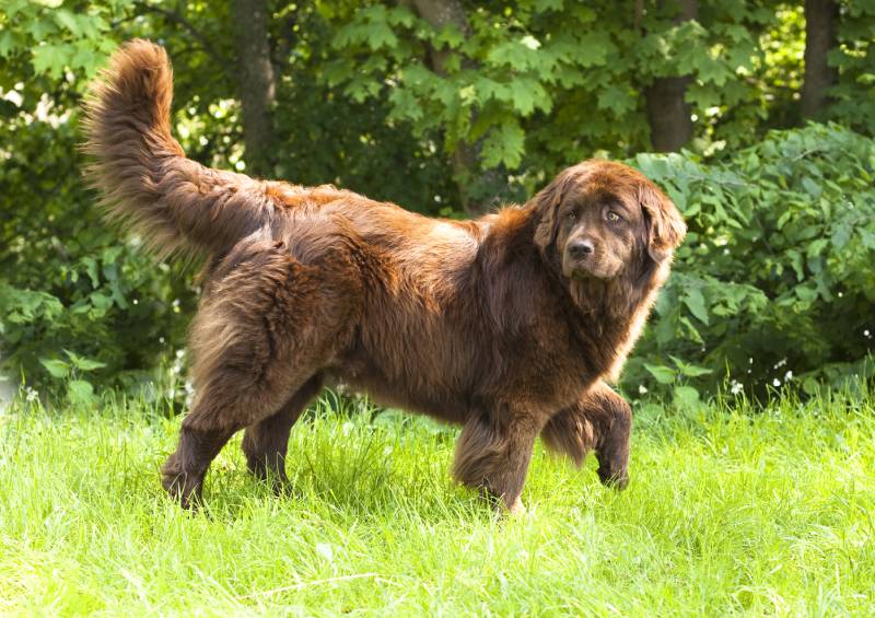 Newfoundland dog breed outdoors
