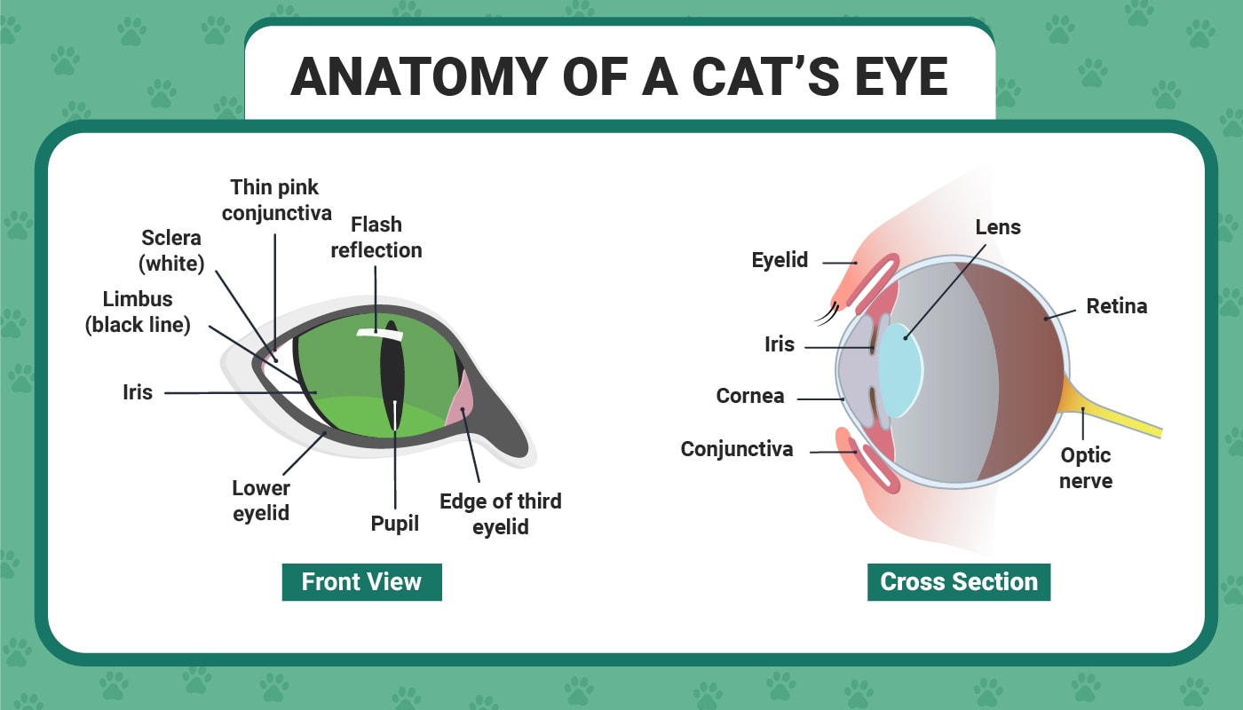 PK_Anatomy of Cats Eye_Infographic_v1-3_Jun 16 2023 (1)