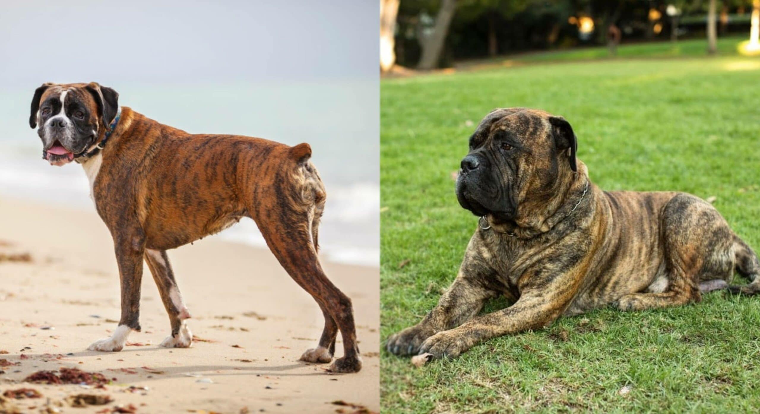 Boxer Mastiff Dog Side by Side on a beach and in the grass