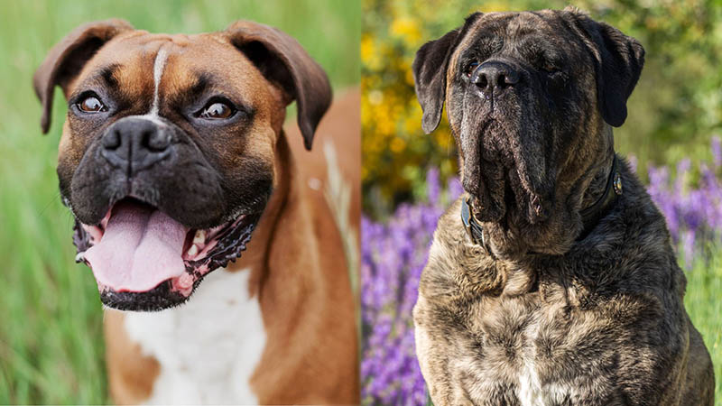 Boxer Mastiff Dog: Pictures, Info, Temperament & Traits | Pet Keen