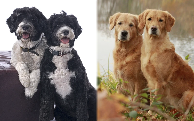 Parent breeds of Golden Retriever Portuguese Water Dog Mix