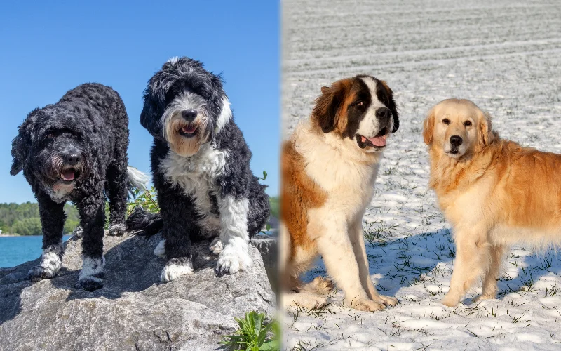 Parent breeds of Golden Retriever Portuguese Water Dog Mix with other pets
