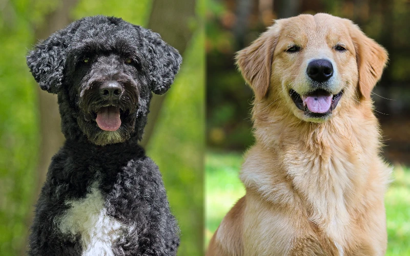 Parent breeds of Portuguese Water Dog Golden Retriever Mix