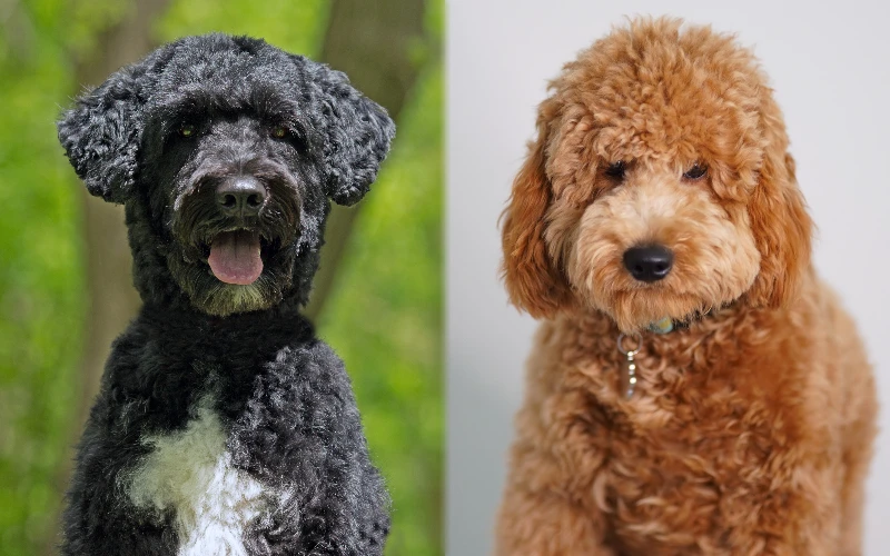 Parent breeds of Portuguese Water Dog Goldendoodle MIx
