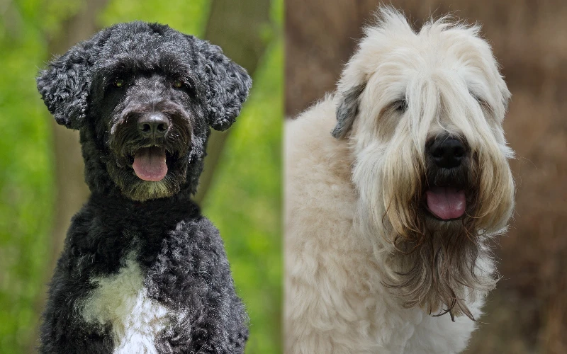 Parent breeds of Portuguese Water Dog Soft-Wheaten Terrier Mix