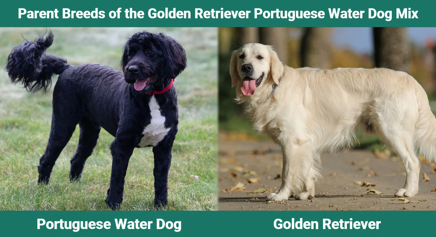 Parent breeds of the Golden Retriever Portuguese Water Dog Mix