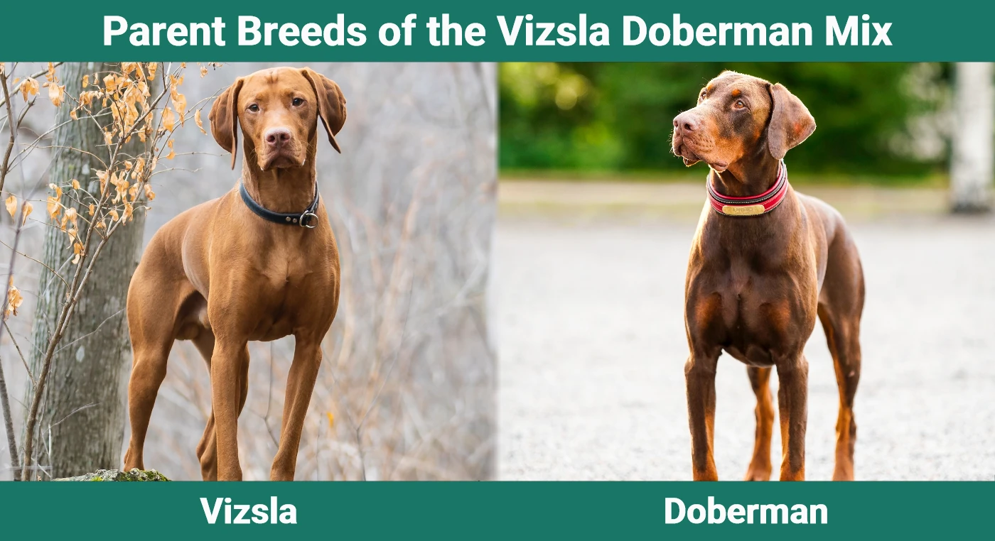 Parent breeds of the Vizsla Doberman Mix