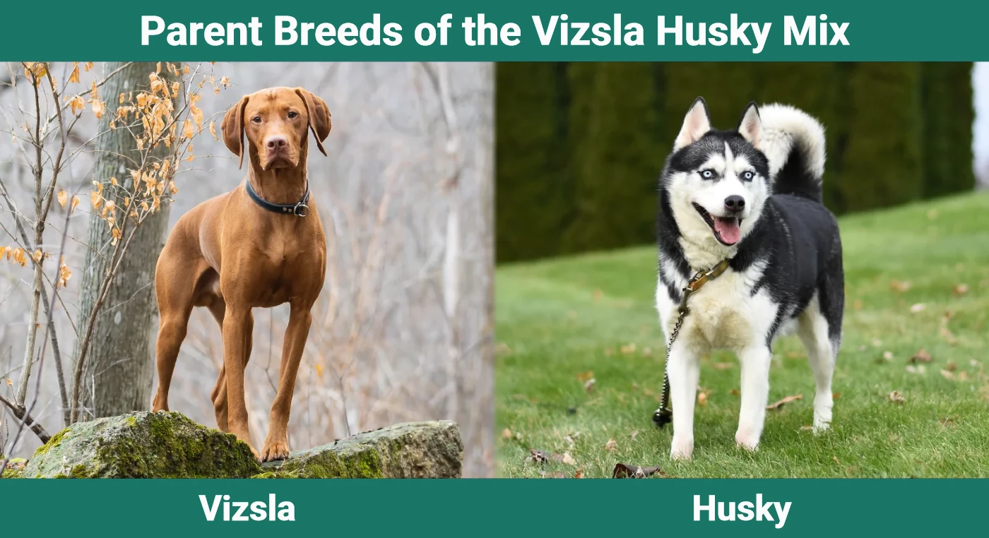 Parent breeds of the Vizsla Husky Mix