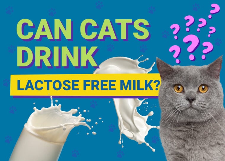 PetKeen_Can Cats Drink_lactose free milk