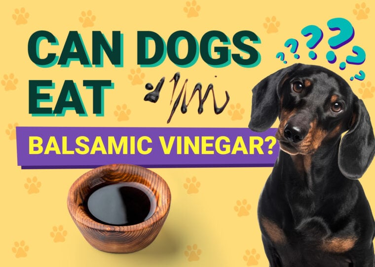 Can Dogs Eat_balsamic vinegar
