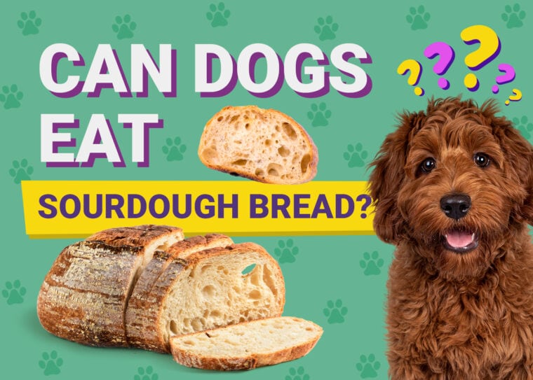 Can Dogs Eat_sourdough bread