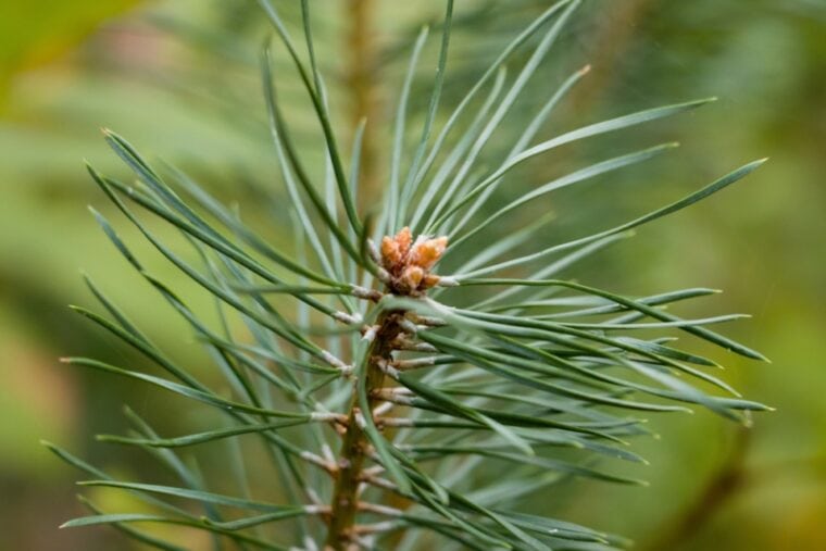 Pine green needles on a branch