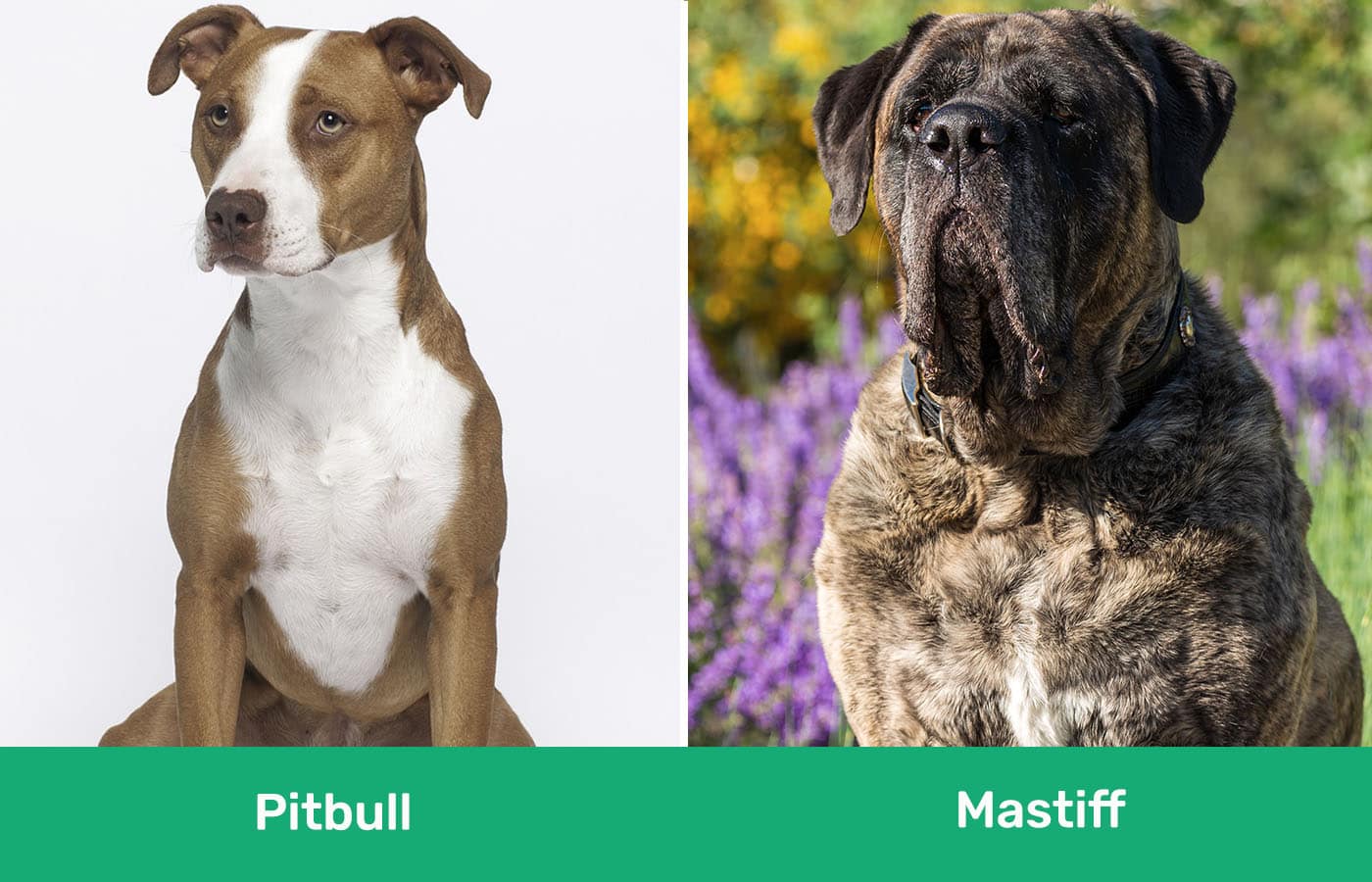 Pitbull vs Mastiff side by side