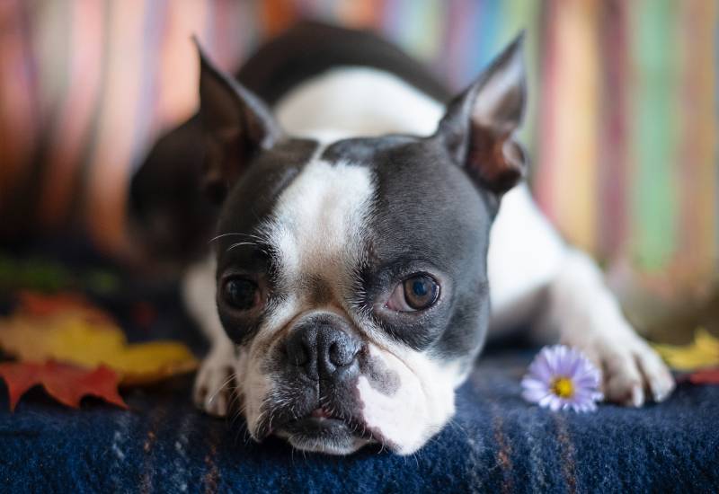 Portrait of a Boston Terrier dog in a cozy home interior on an autumn day