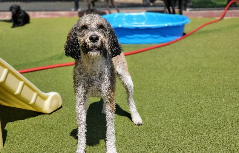 Portuguese Water Dog Poodle Mix playing