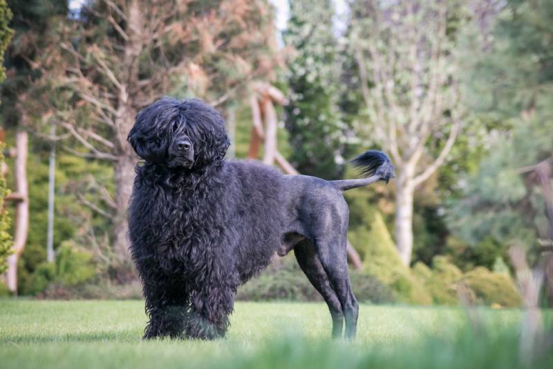 Portuguese Water Dog in beautiful green park