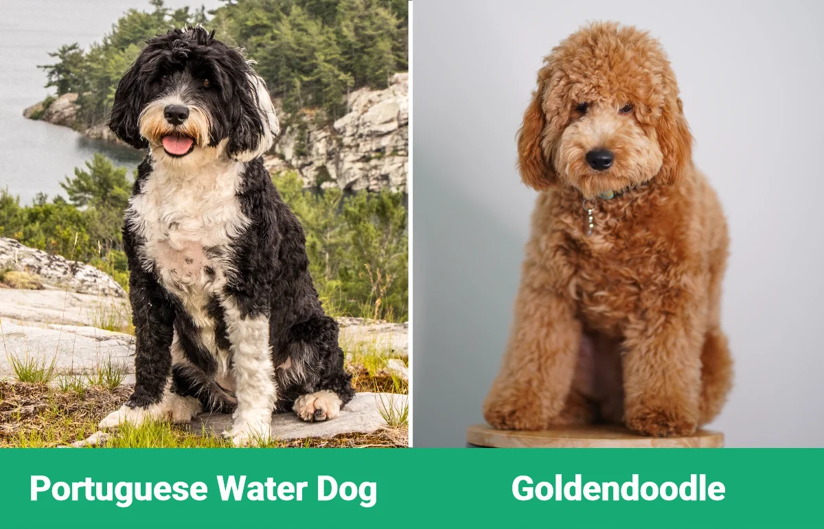 Portuguese Water Dog vs Goldendoodle - Visual Differences