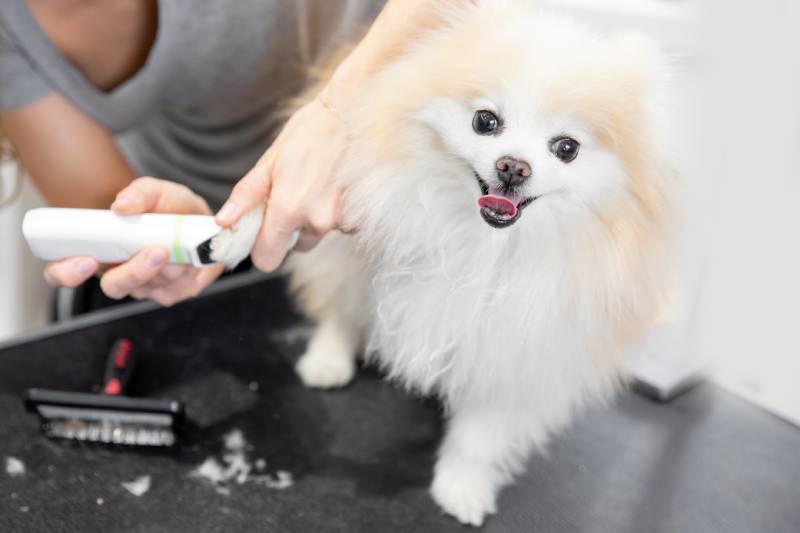 Aparador profissional corta cabelo com tesoura e cortador pequeno sorriso cachorro pomeranian spitz