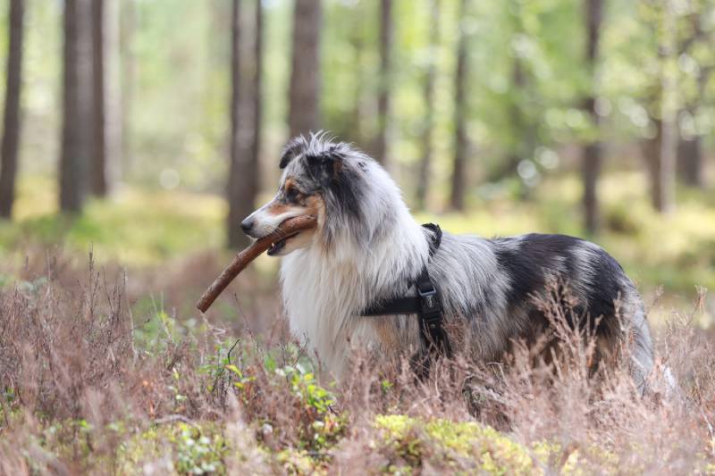 Rare blue merle tri color shetland sheepdog standing in pine forest with stick in mouth
