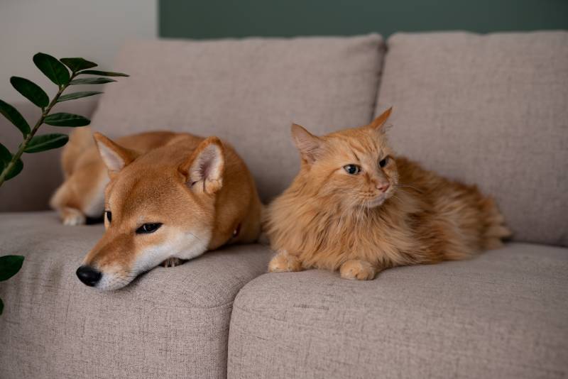 Red Shiba inu dog and red cat lying on gray couch