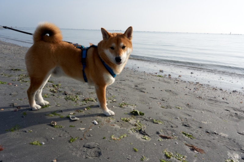 Sesame shiba inu con correa en la playa