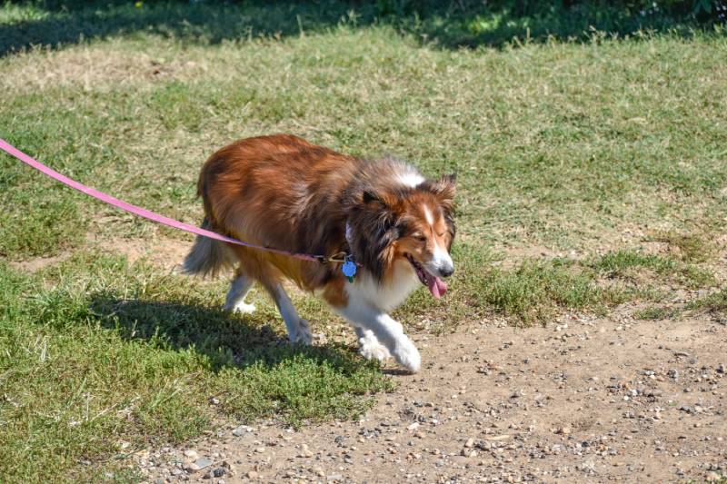 Shetland Sheepdog (Sheltie) on a Pink Leash Goes for a Walk in the Park