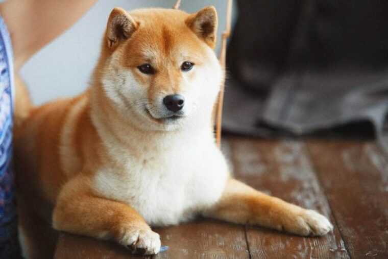 How Much Does It Cost to Own a Shiba Inu in 2023? Updated Price Guide