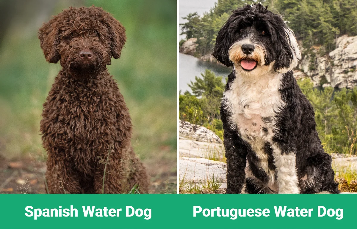 Spanish Water Dog vs Portuguese Water Dog - Visual Differences