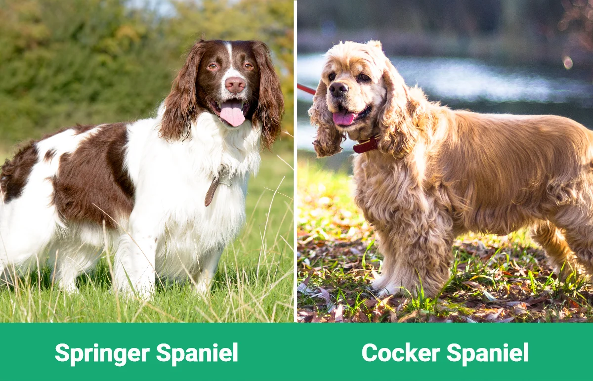 Springer Spaniel vs Cocker Spaniel - Visual Differences