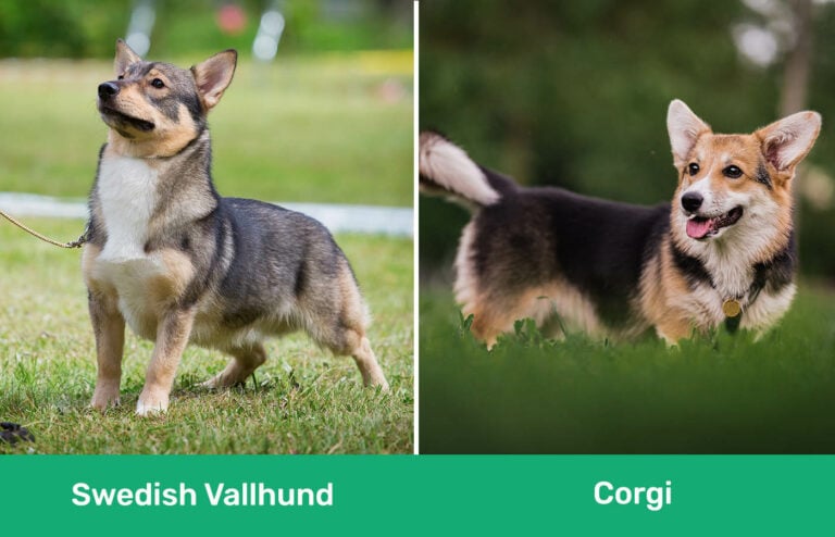 Swedish Vallhund vs Corgi: Main Differences (With Pictures) | Pet Keen