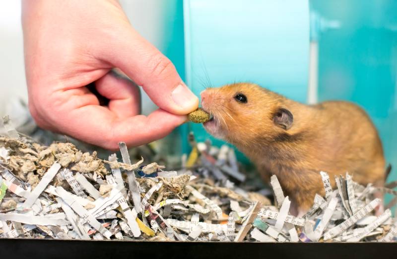 Syrian hamster in a cage full of shredded paper receiving a treat from a person