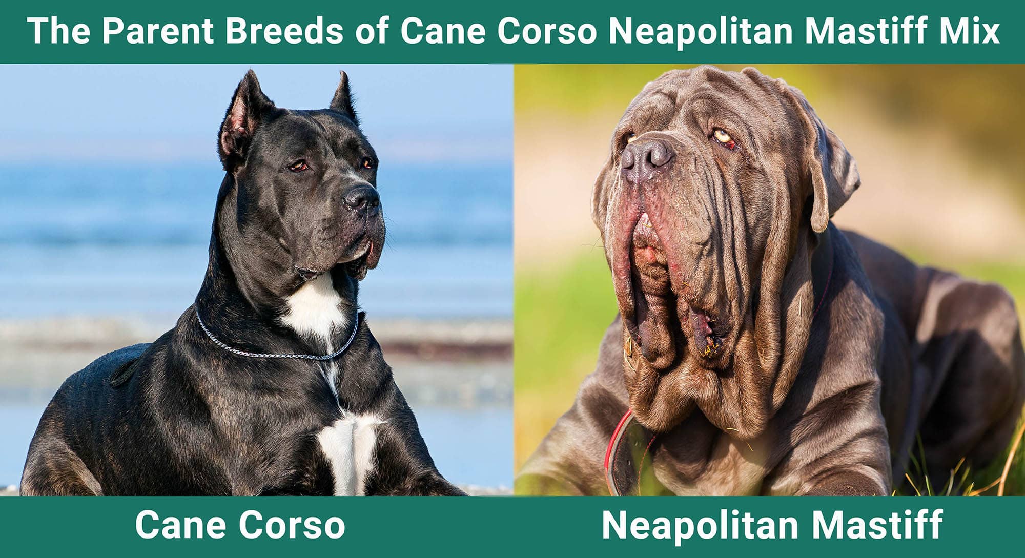 The Parent Breeds of Cane Corso Neapolitan Mastiff Mix
