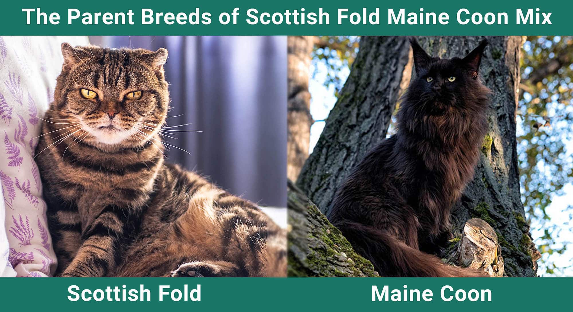 The Parent Breeds of Scottish Fold Maine Coon Mix