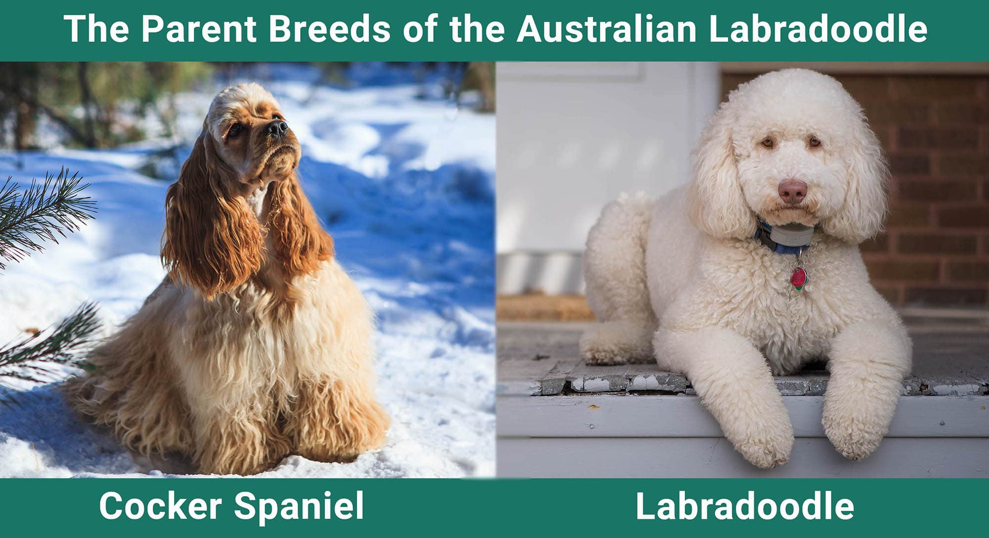The Parent Breeds of the Australian Labradoodle